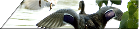 ente