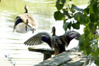 enten