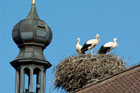 störche