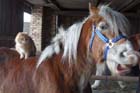 pferd2