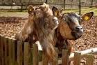 pferd5