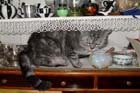 katze im schrank