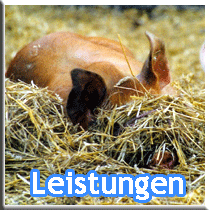 leistungen